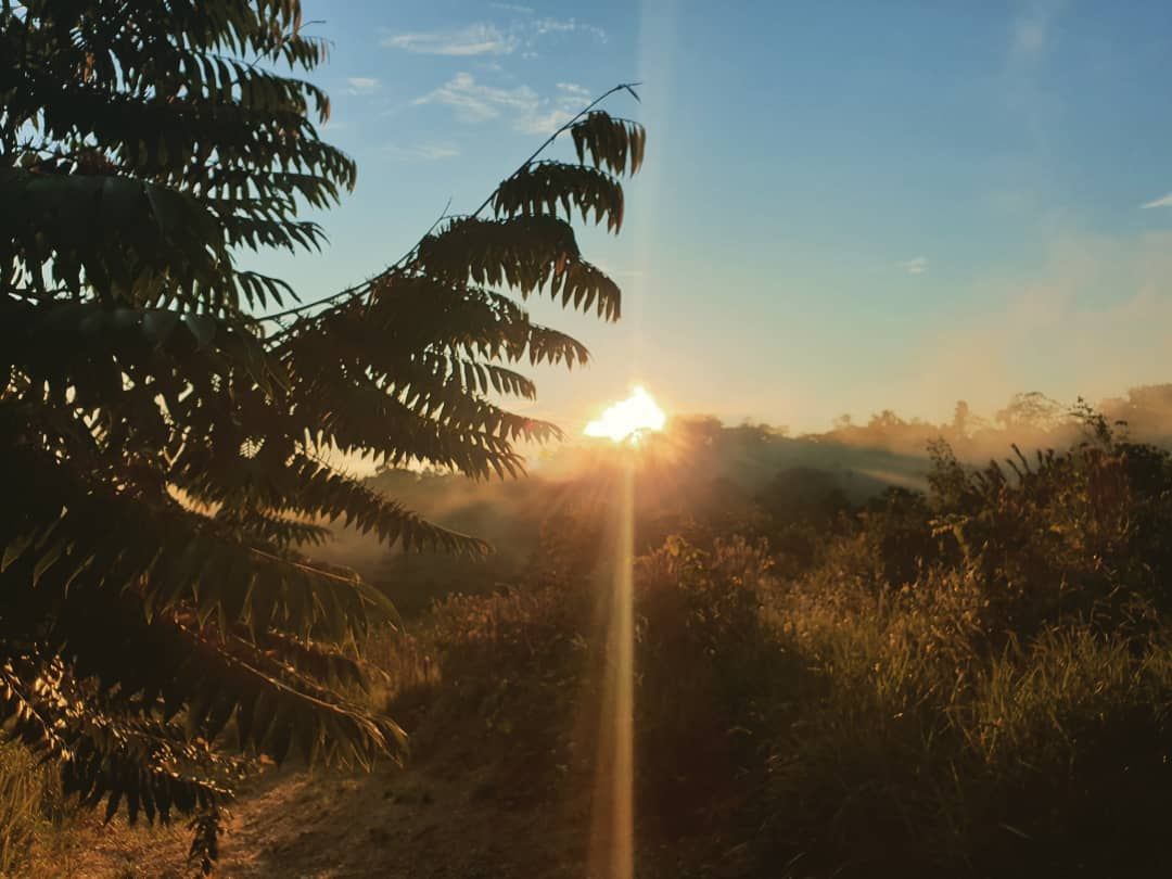 Sunset through ferns, at Ampiri.
