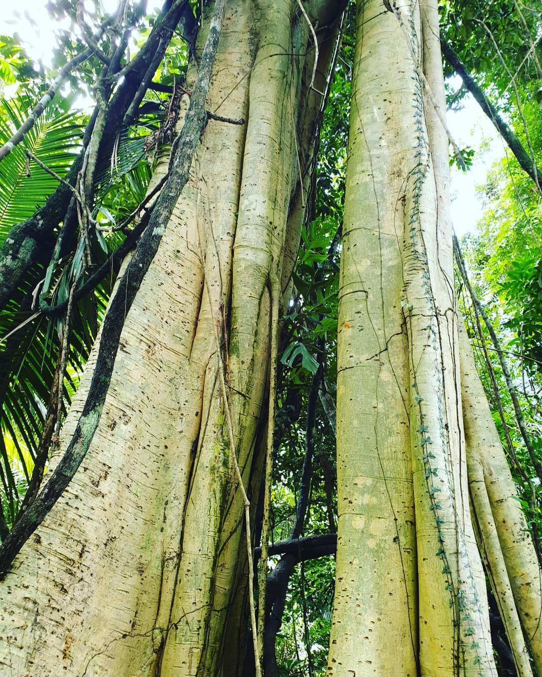 Buttress tree roots from below, at Ampiri.