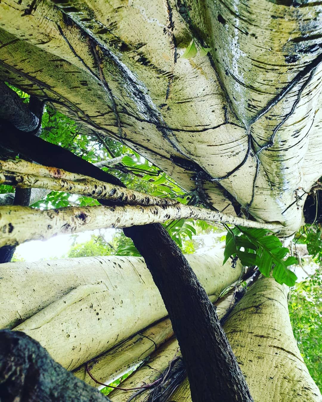 Tree roots and trunk, at Ampiri.