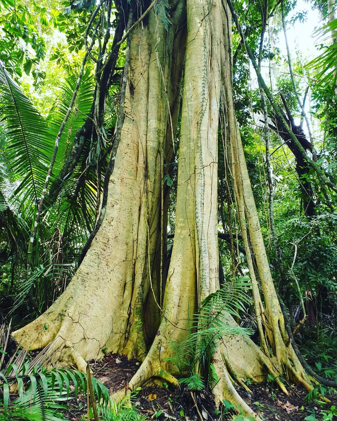 Buttress tree trunk, at Ampiri.