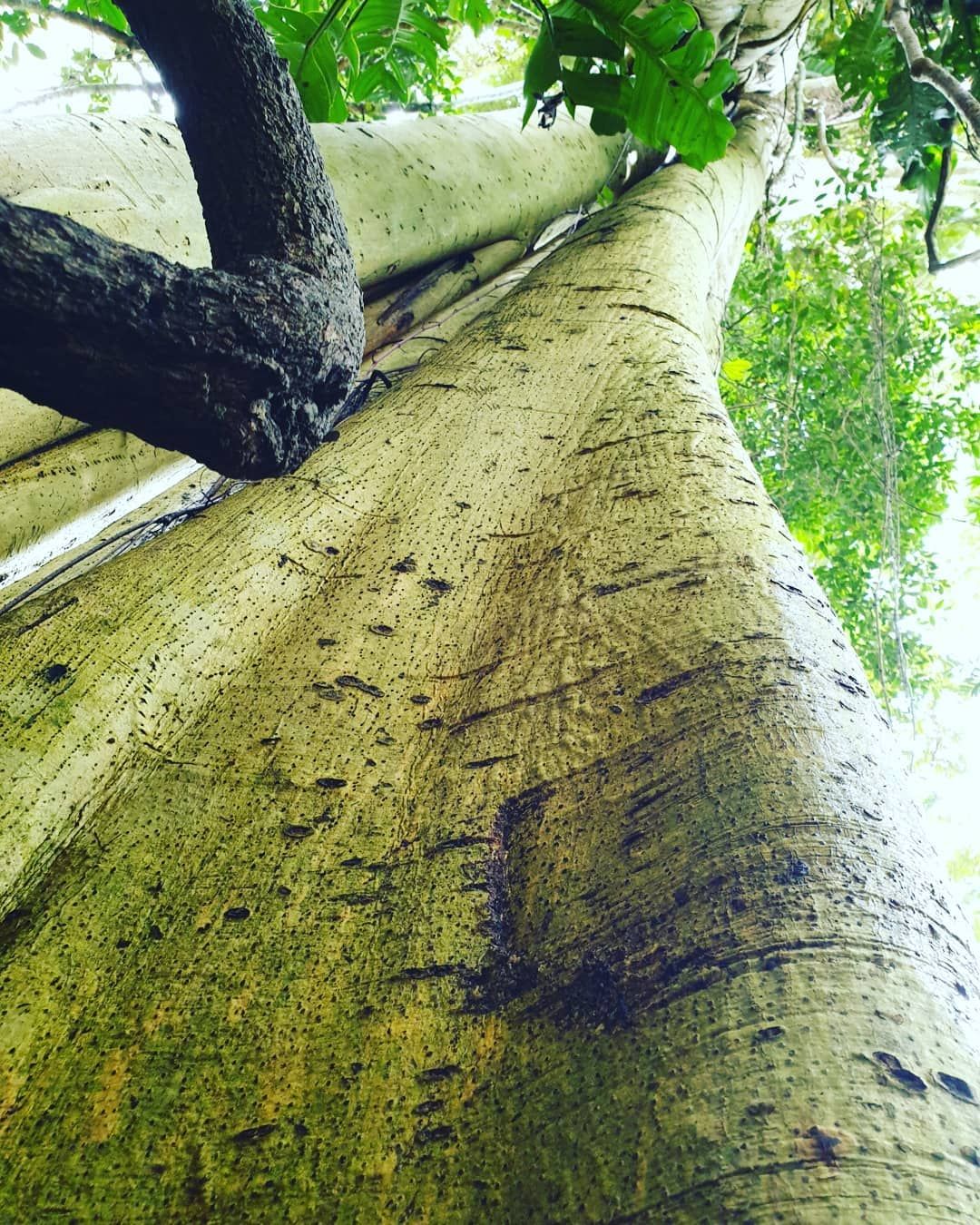Tree trunk from below, at Ampiri.