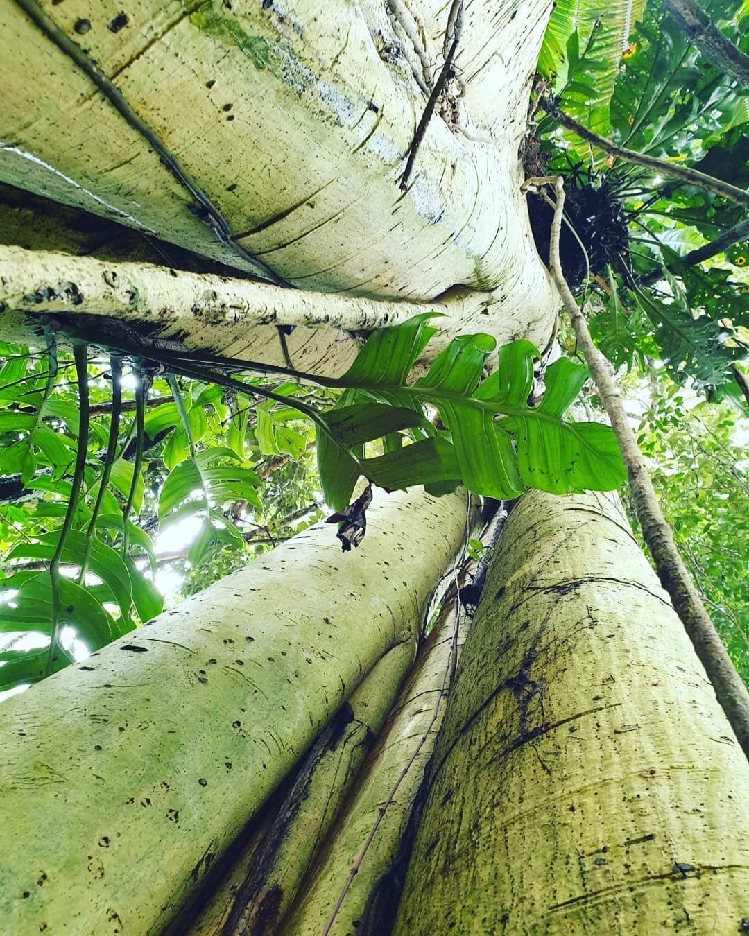 Tree trunk and leaves, at Ampiri.