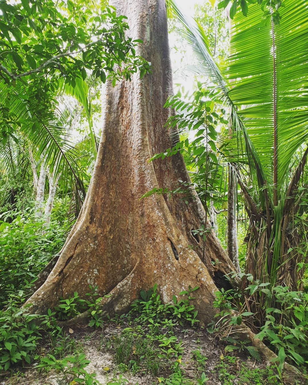 Tree trunk with plants, at Ampiri.