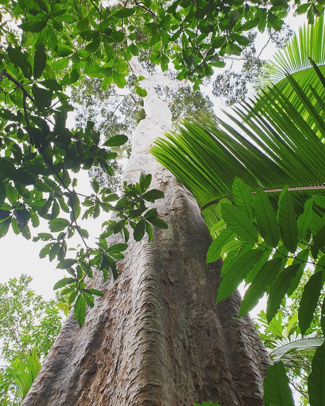 Tall tree from below, at Ampiri.