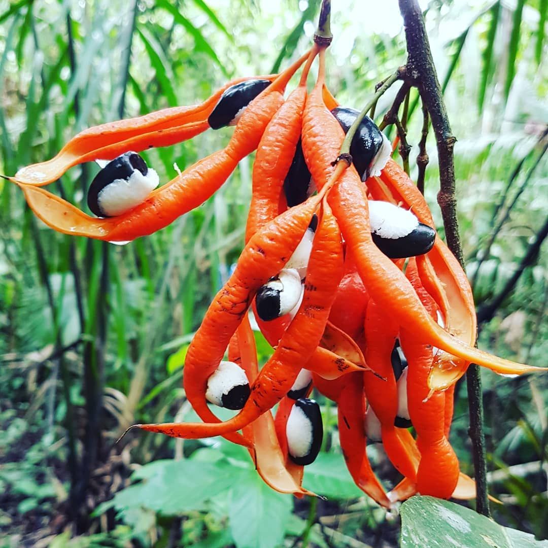 Red fruit pods on plant, at Ampiri.
