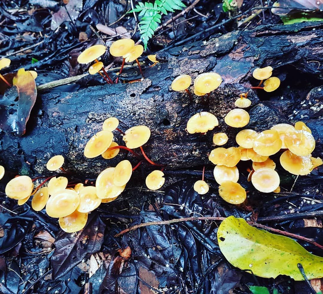 Yellow fungus on dark log, at Ampiri.