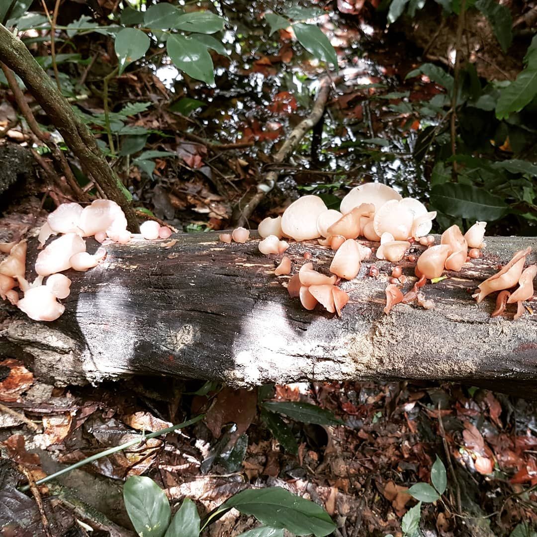 Fungus on fallen log, at Ampiri.