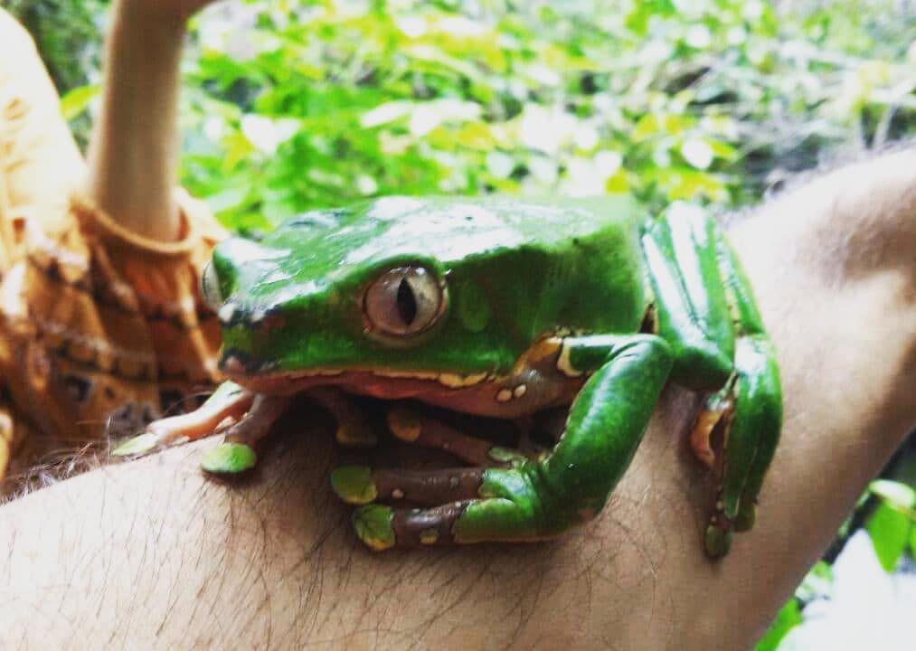Green frog on hand, at Ampiri.