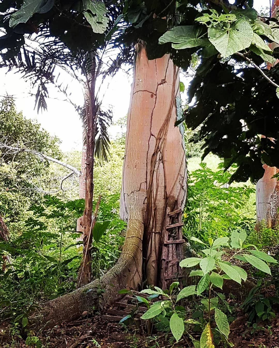 Tree trunk in forest, tiny figure, at Ampiri.