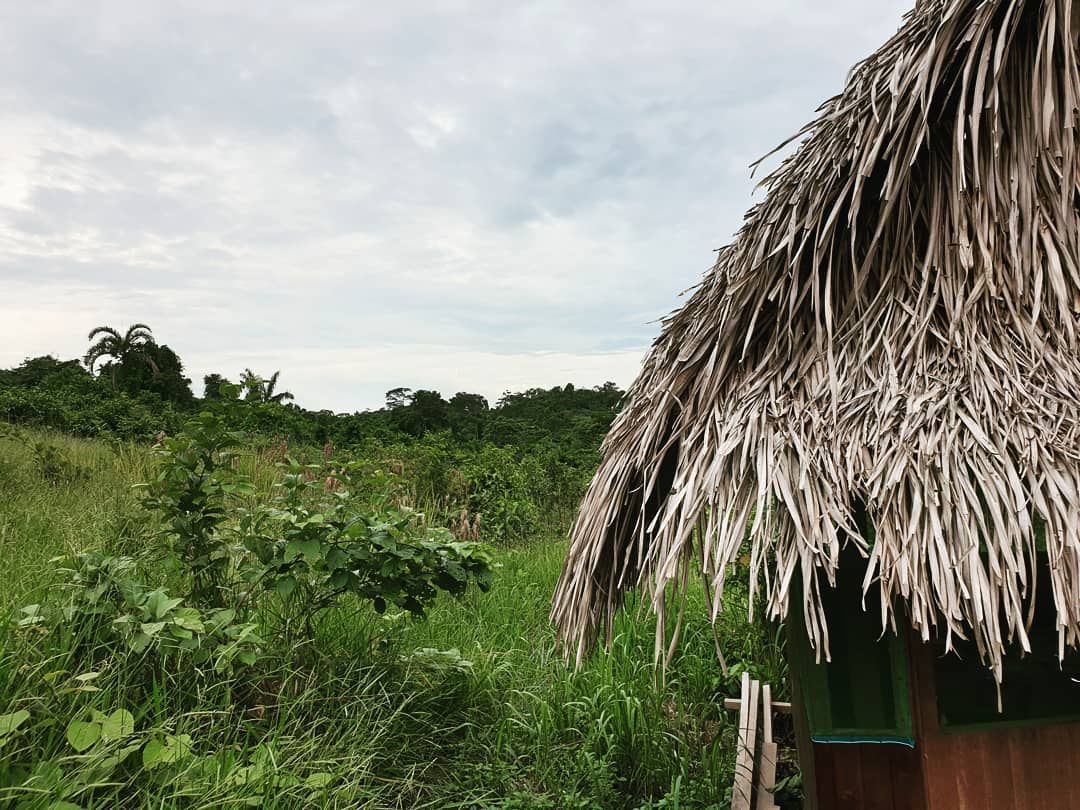Thatched roof and grass, at Ampiri.