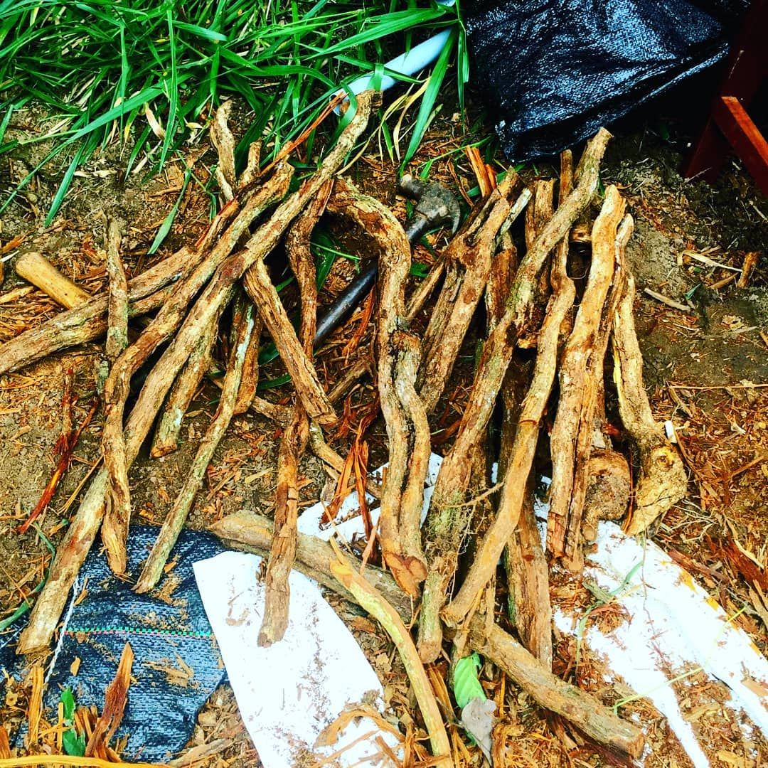 Bundle of bark sticks, at Ampiri.