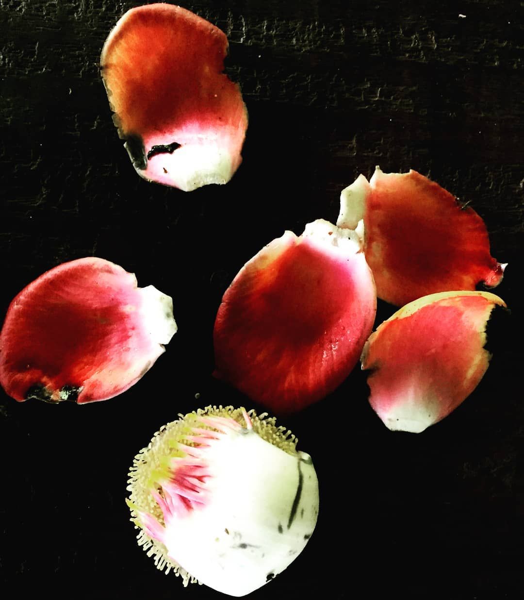 Red seed pods on black, at Ampiri.