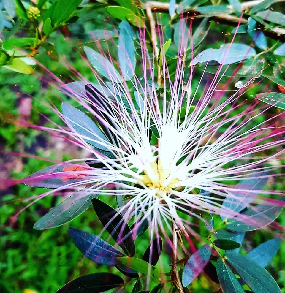 Pink and white flower, at Ampiri.