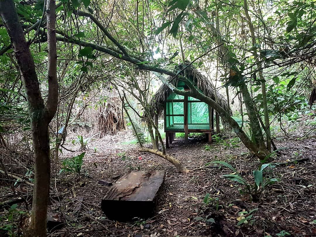 Hut in forest, at Ampiri.