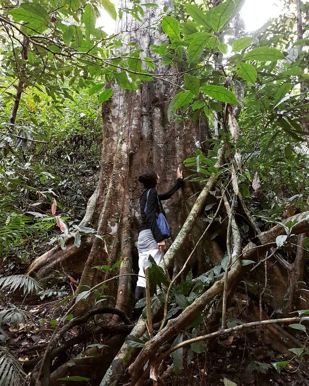 Tree with figure climbing, small, at Ampiri.