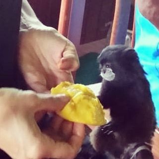 Hand feeding a small monkey, at Ampiri.
