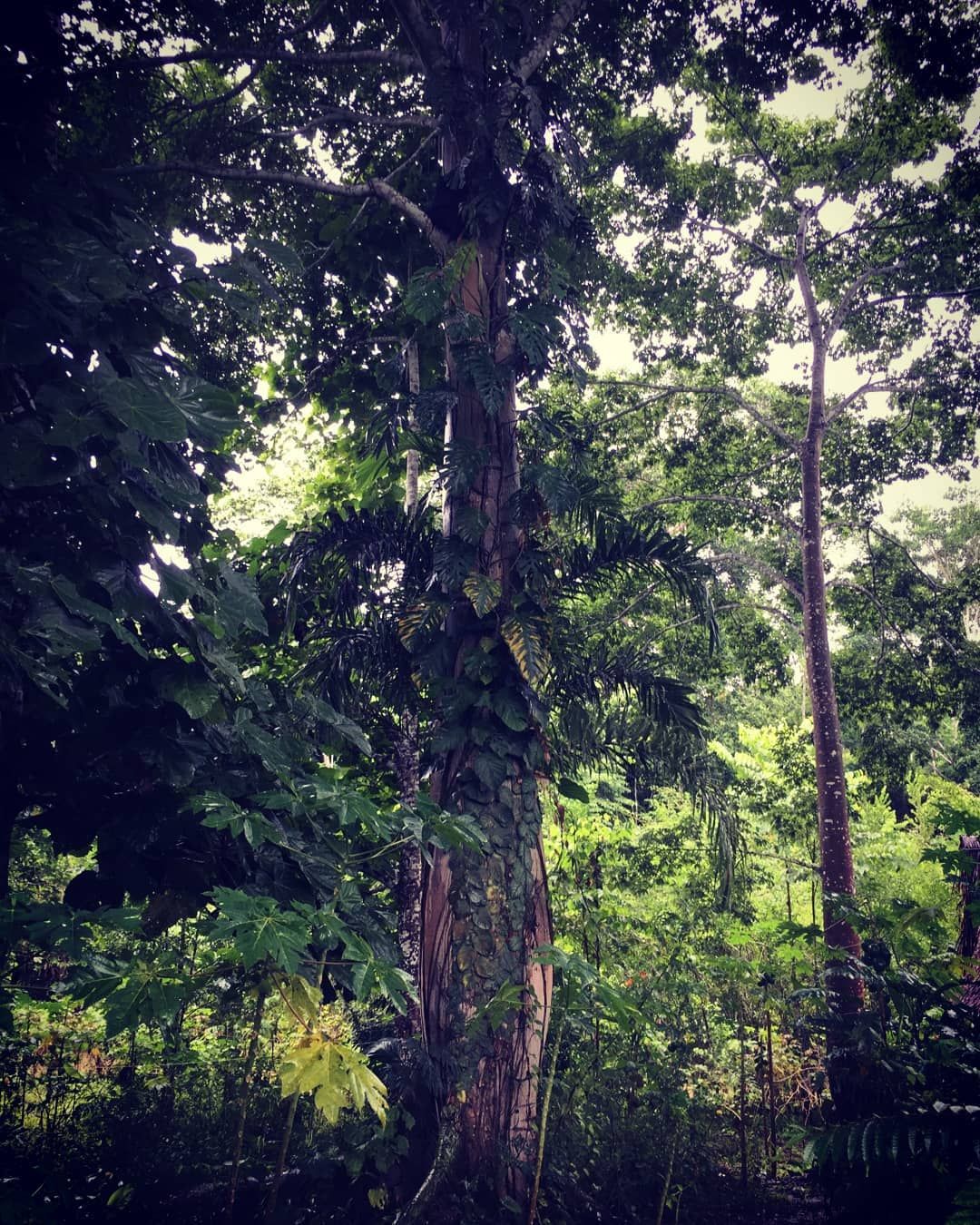 Forest with sunlight, at Ampiri.