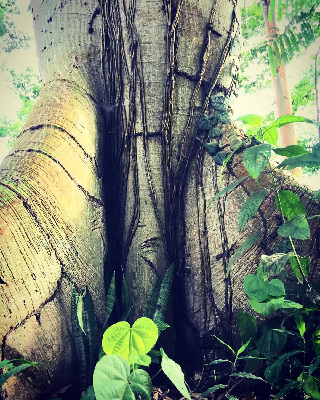 Buttress tree trunk, at Ampiri.