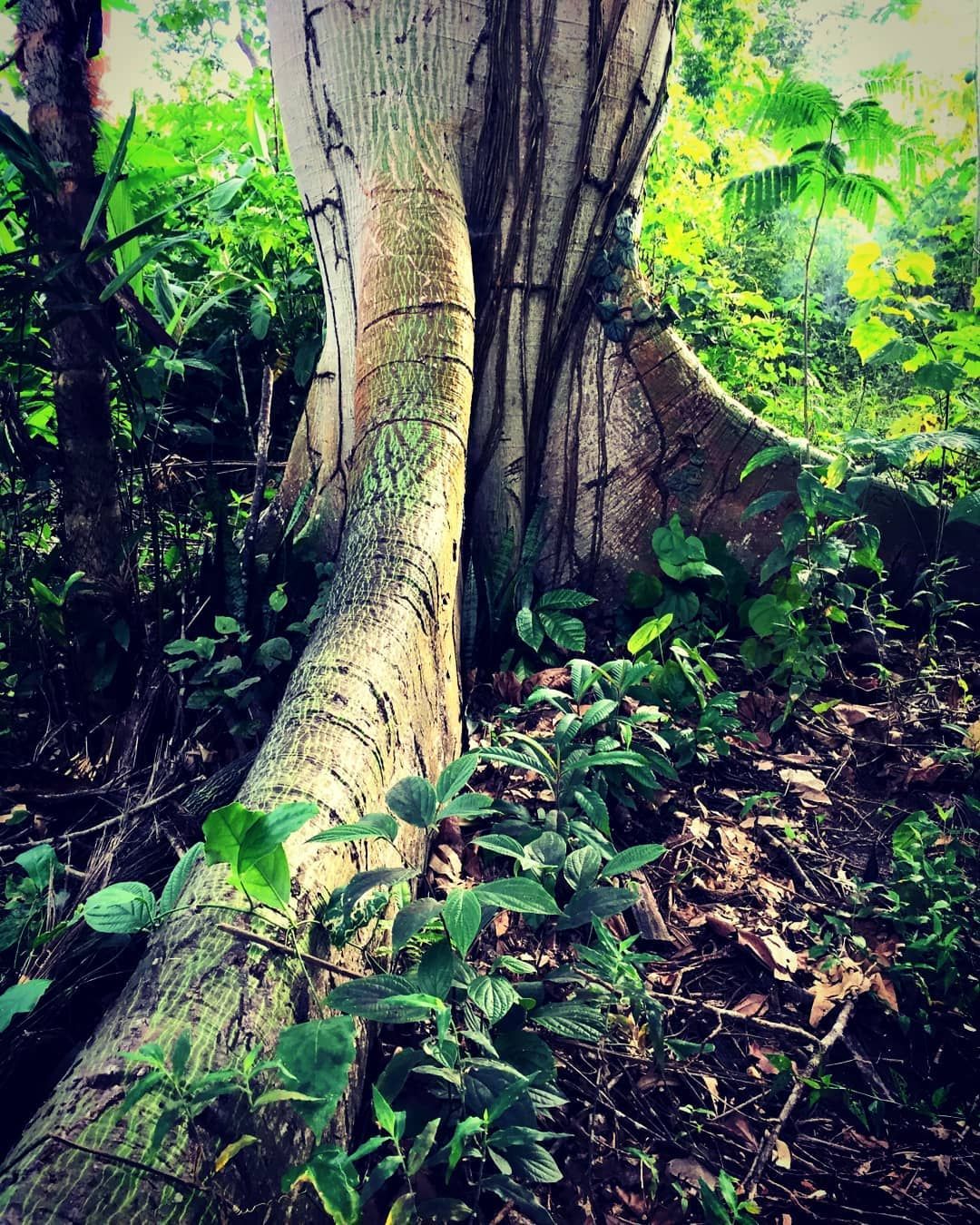 Buttress tree trunk, at Ampiri.