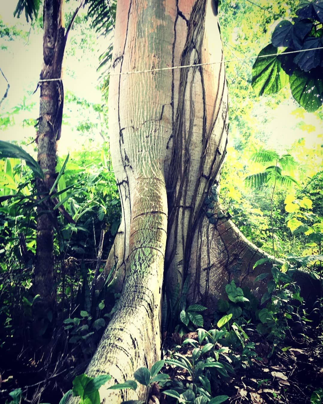 Buttress tree trunk, at Ampiri.