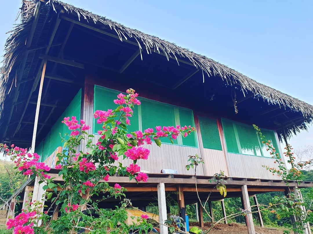 Green hut with pink flowers, at Ampiri.