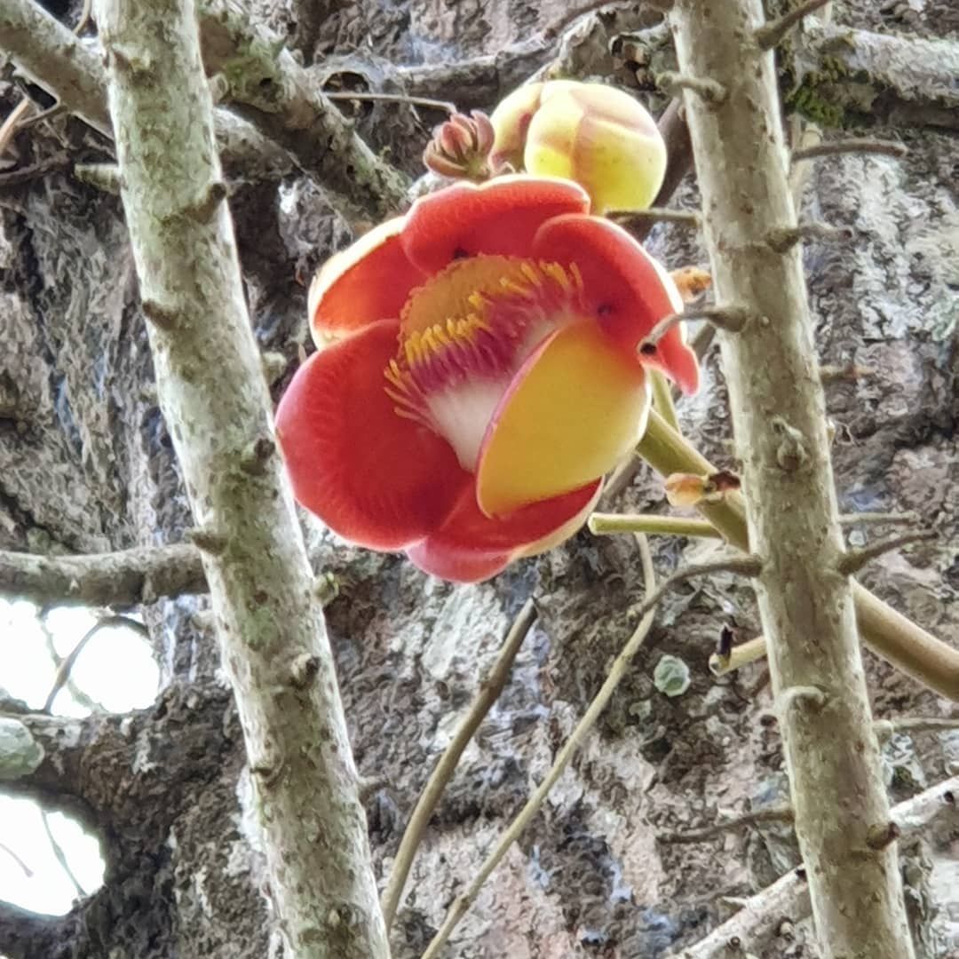 Red flower on branch, at Ampiri.