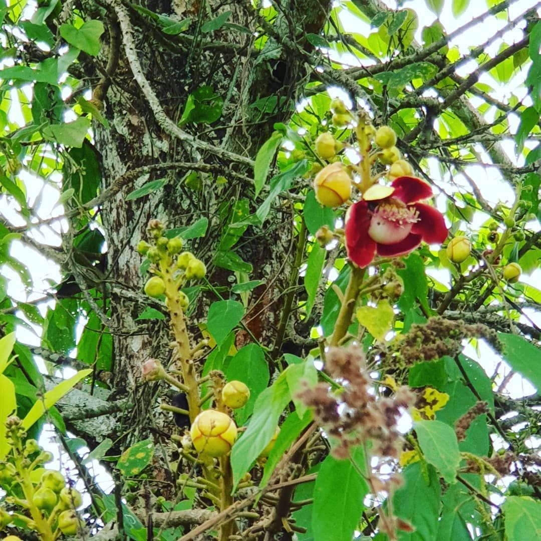 Fruit on tree, at Ampiri.