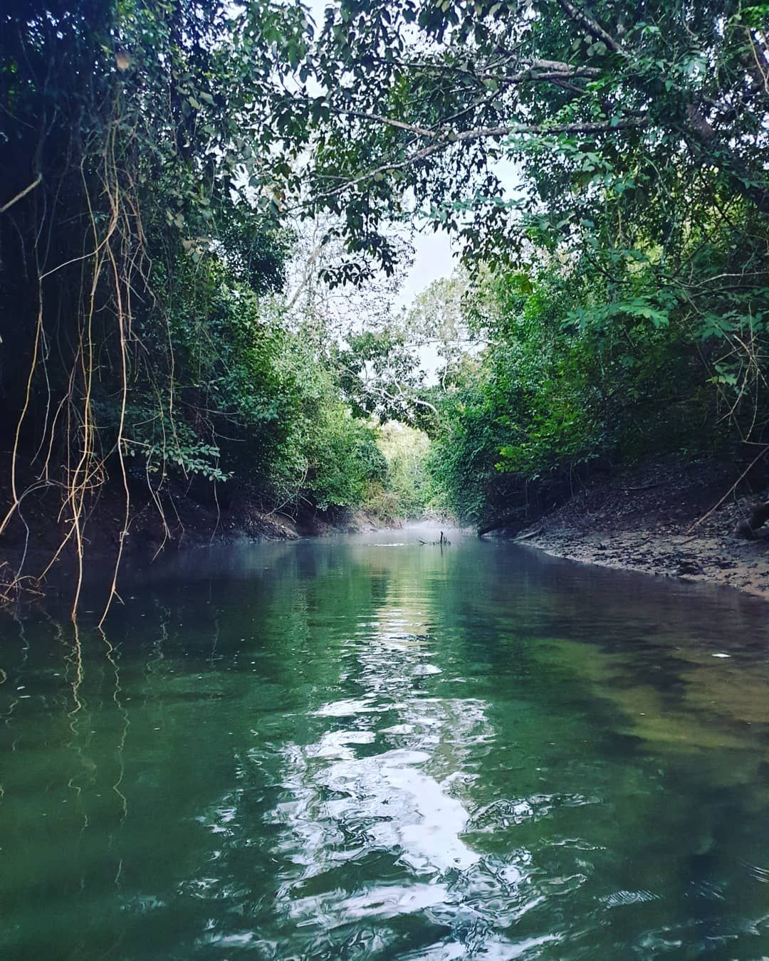 Forest river, at Ampiri.