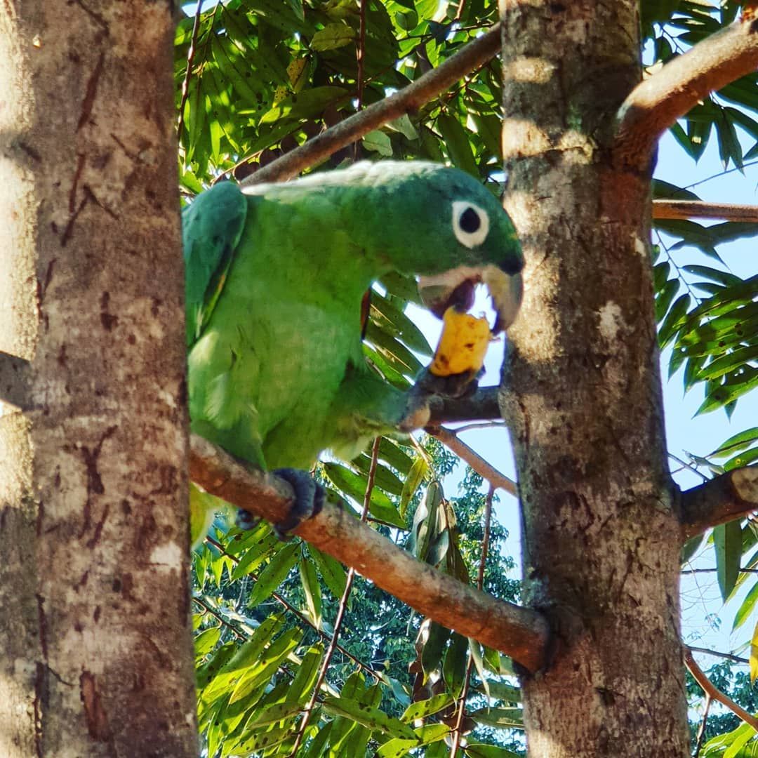 Green parrot on branch, at Ampiri.