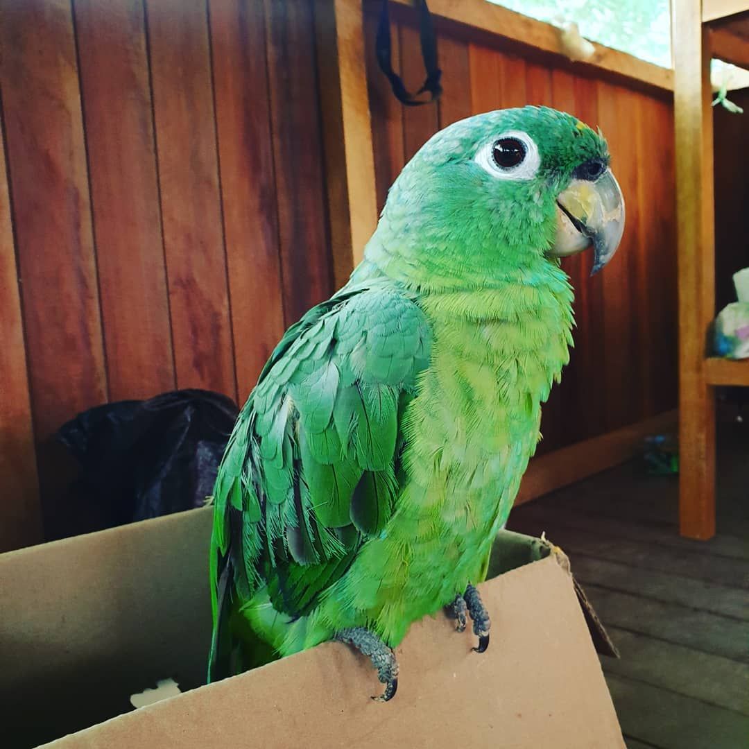 Green parrot on box, at Ampiri.