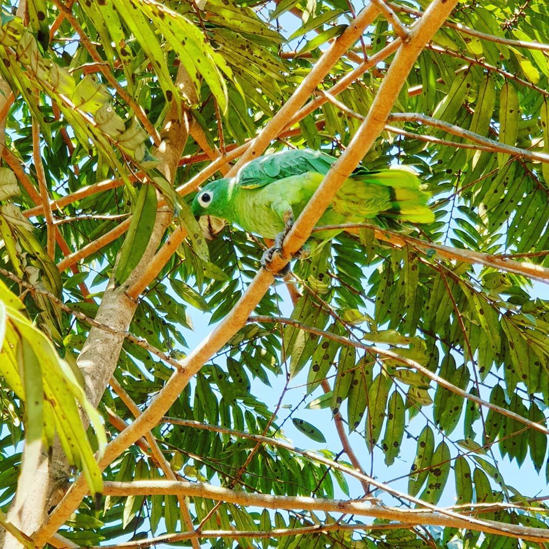 Green parrot in tree, at Ampiri.