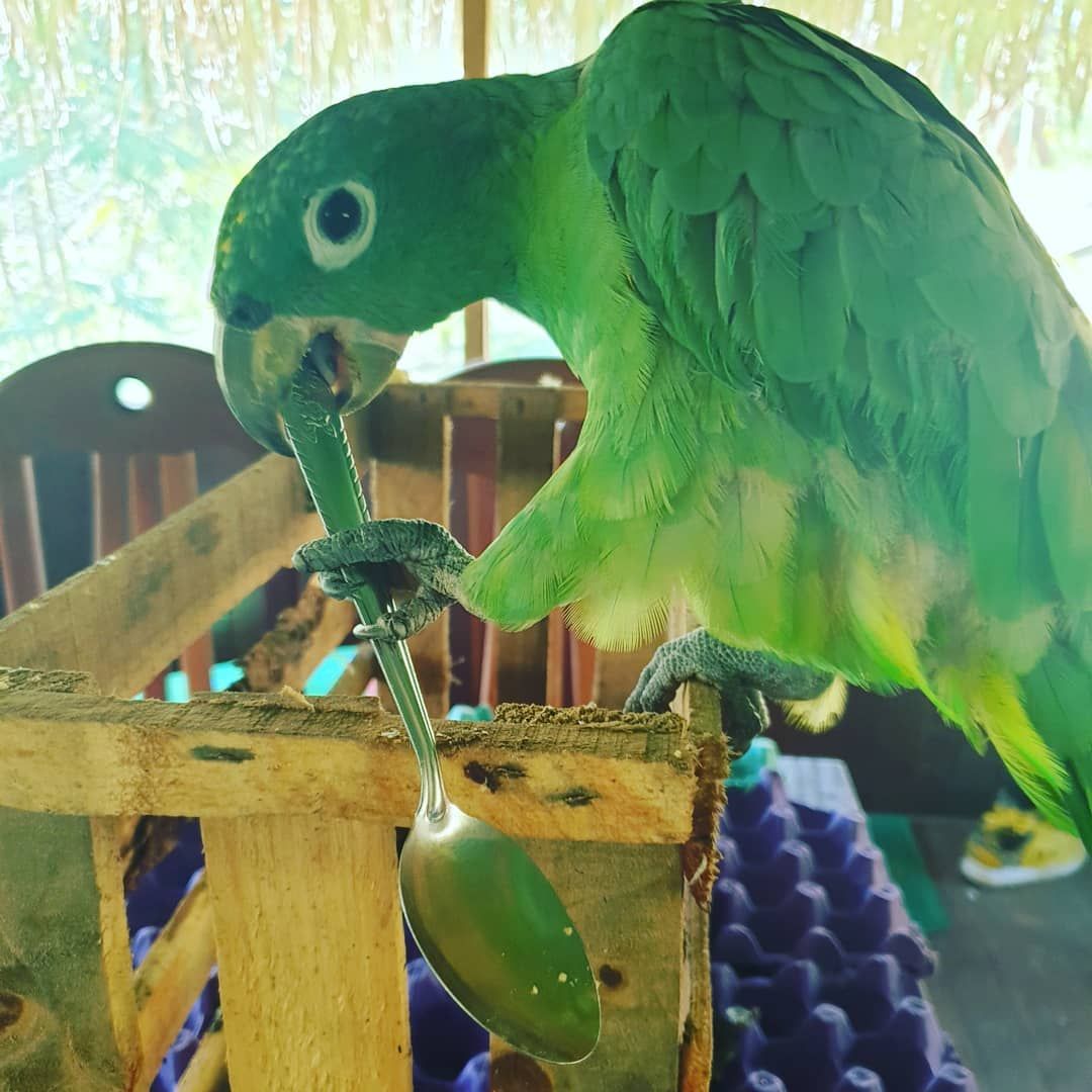 Green parrot on perch, at Ampiri.