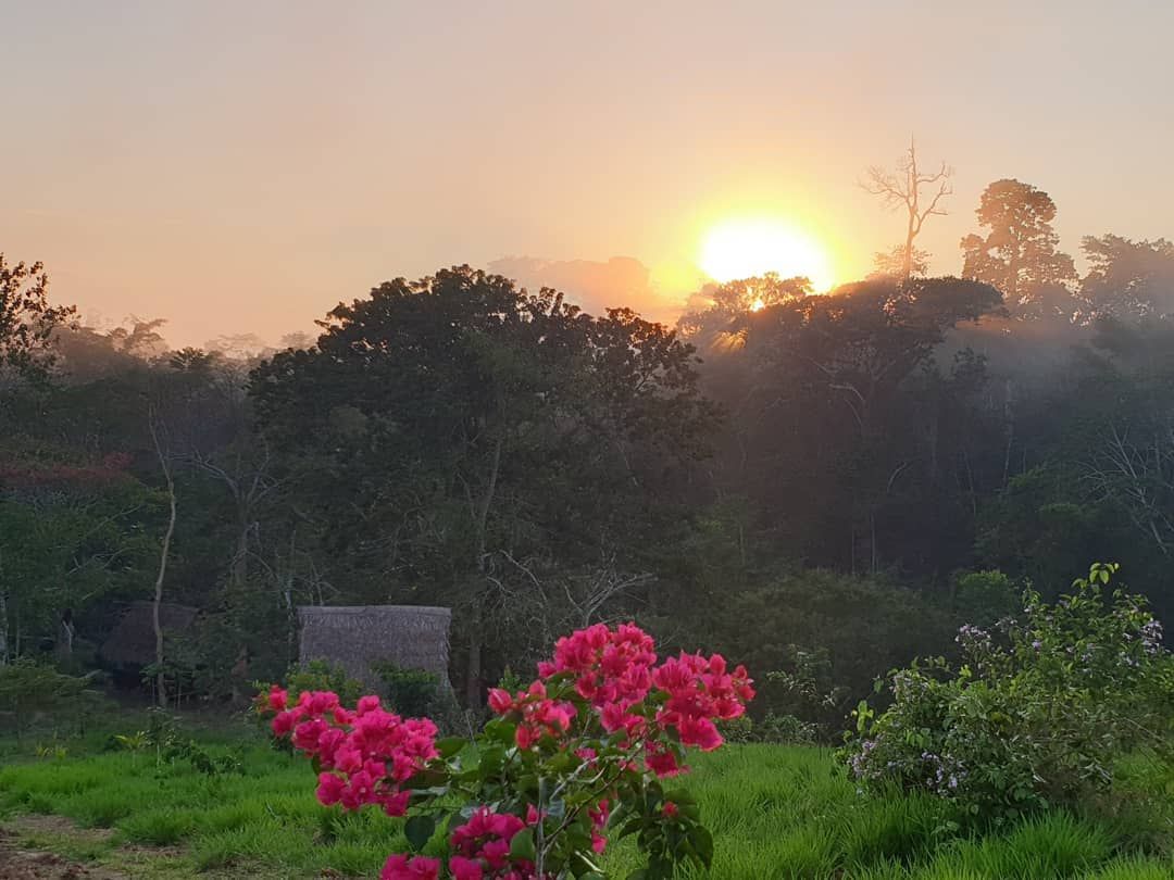 Sunrise over field with flowers, at Ampiri.