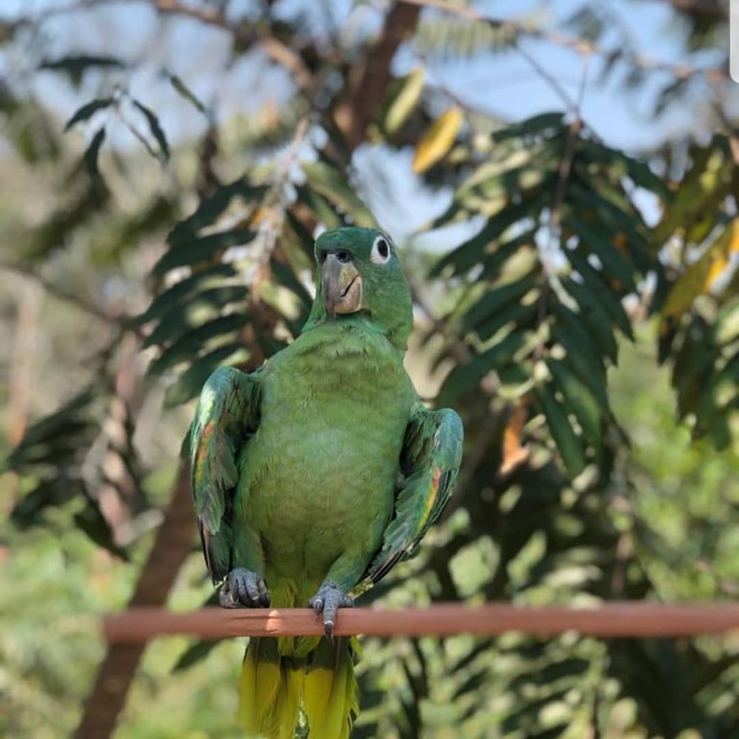Parrot on branch, at Ampiri.