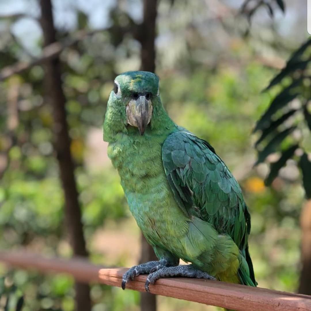 Parrot on perch, at Ampiri.