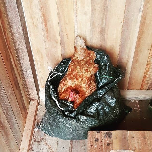 Meat in bag in hut, at Ampiri.