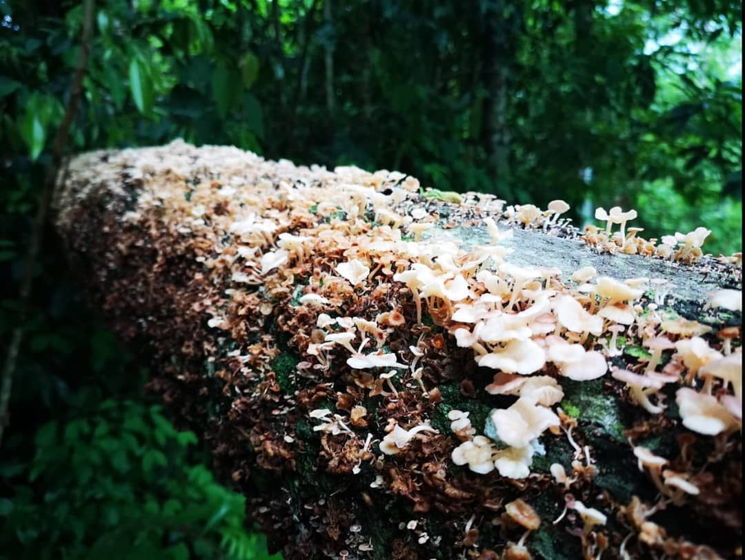 Mushrooms on log, at Ampiri.