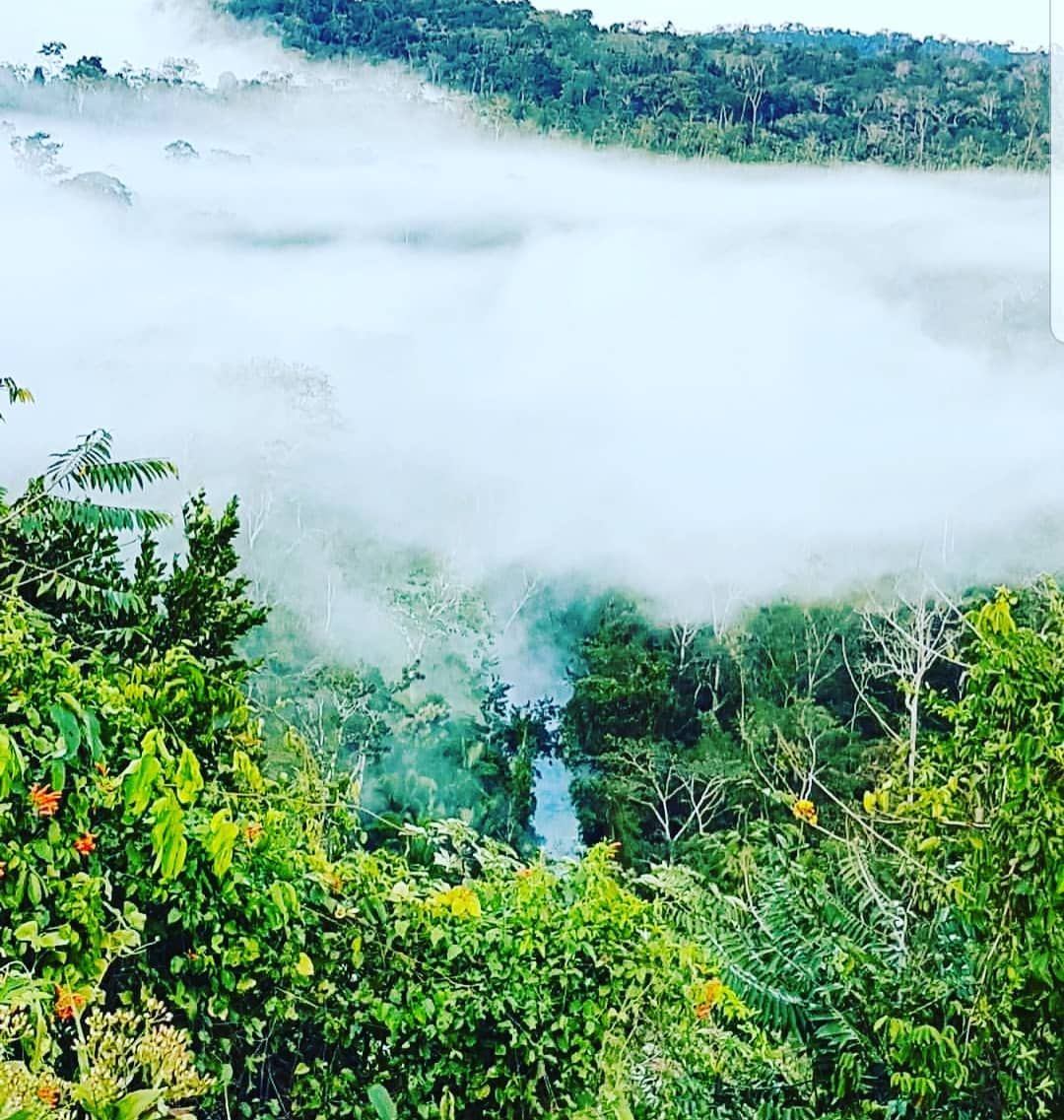 Misty forest, at Ampiri.
