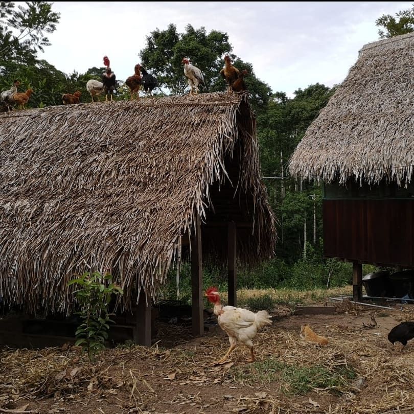 Huts with chickens, at Ampiri.