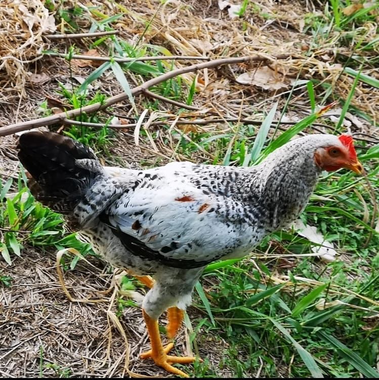 Chicken in grass, at Ampiri.