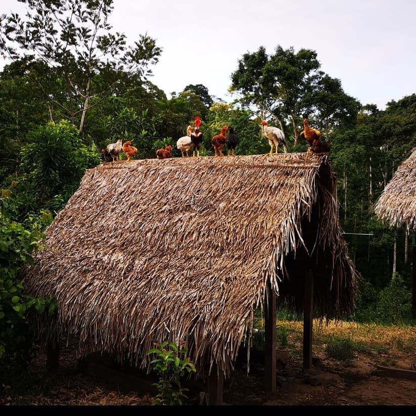 Thatched hut, at Ampiri.