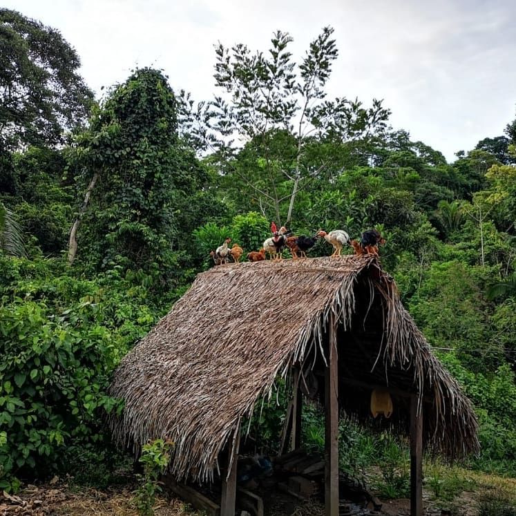 Thatched hut in forest, at Ampiri.
