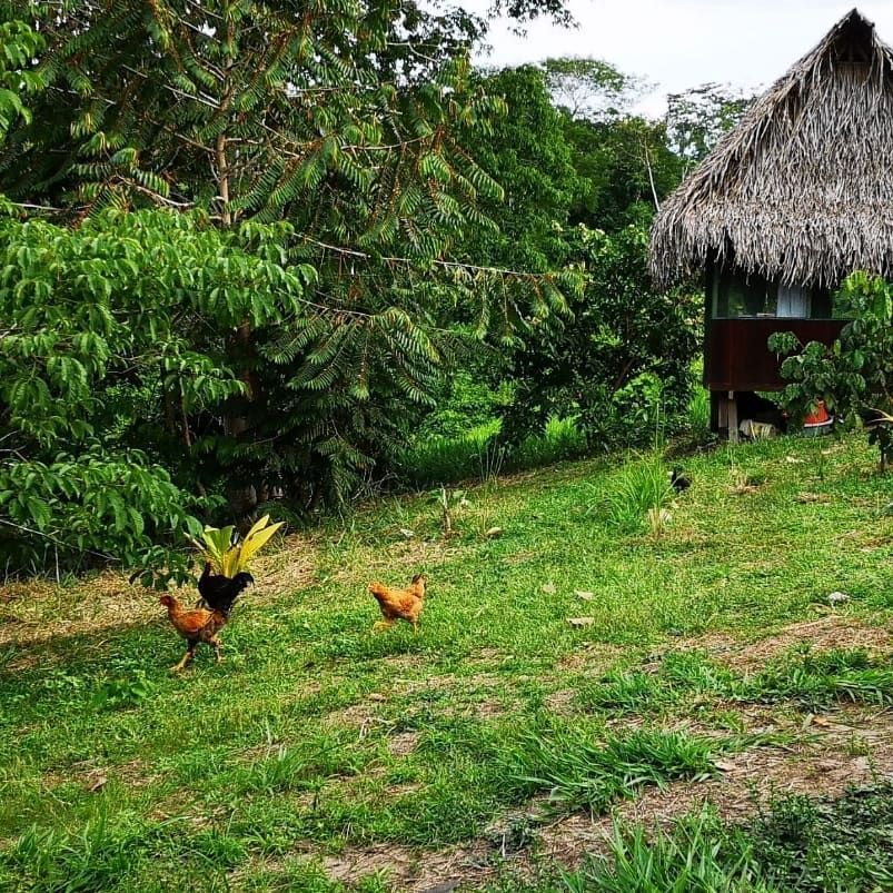 Hut with chickens, at Ampiri.