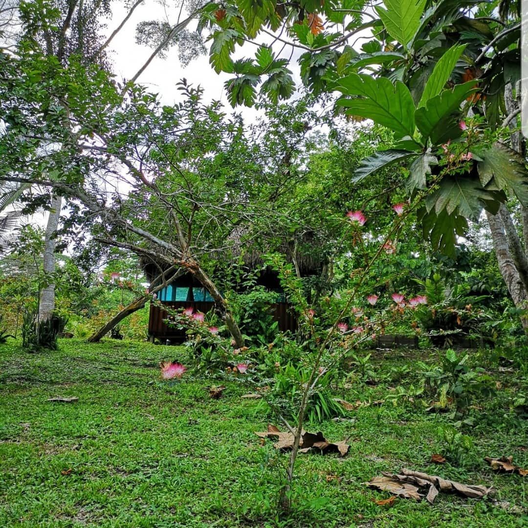 Trees, at Ampiri.