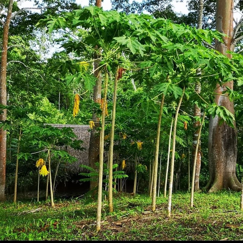 Papaya trees, at Ampiri.