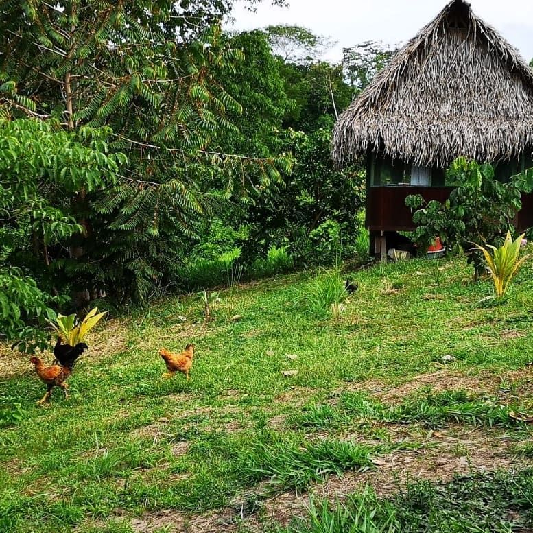 Hut with chickens, at Ampiri.