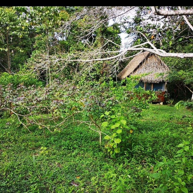 Hut in grass, at Ampiri.