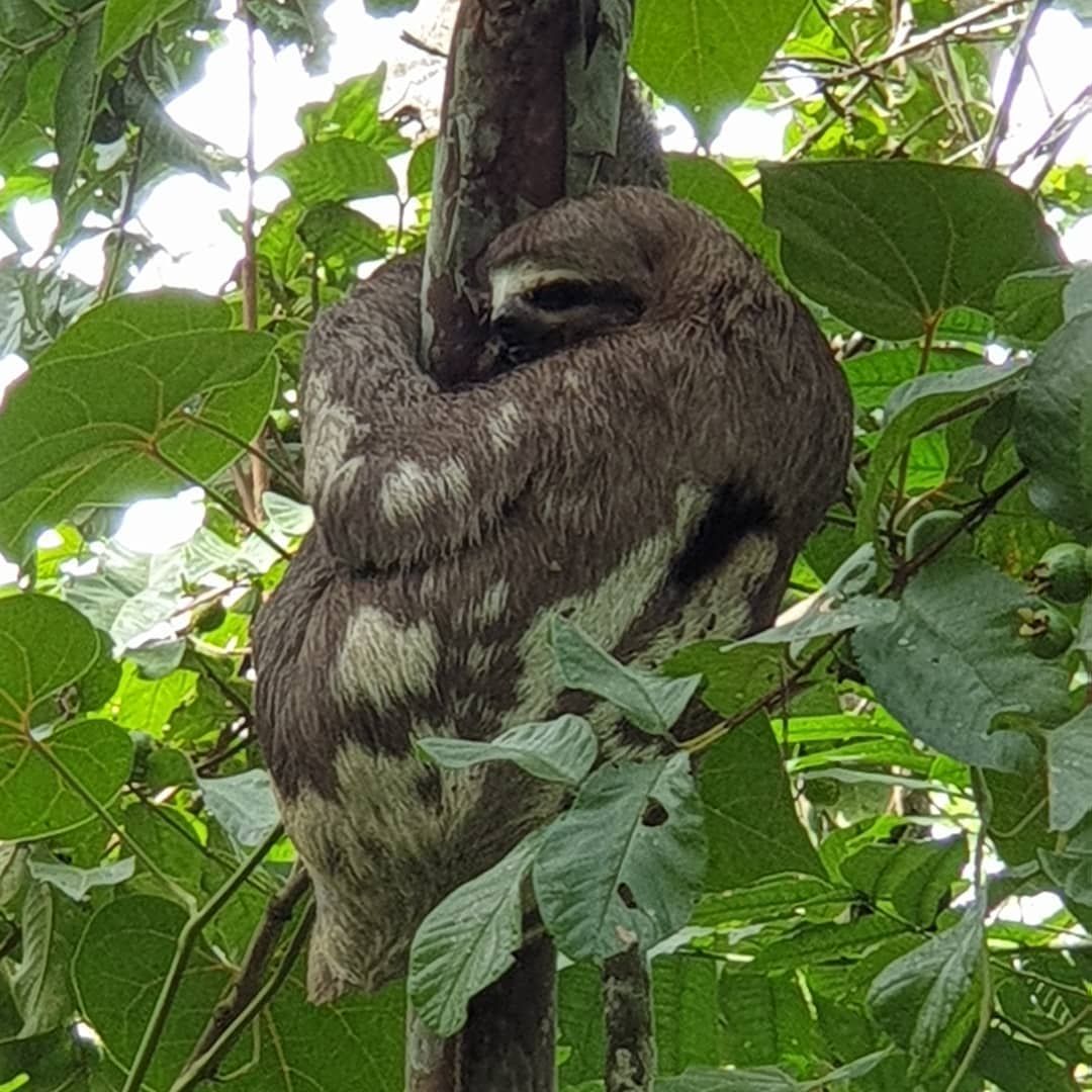 Sloth in tree, at Ampiri.