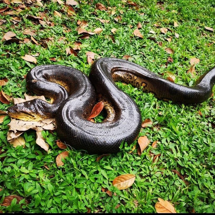 Snake on grass, at Ampiri.