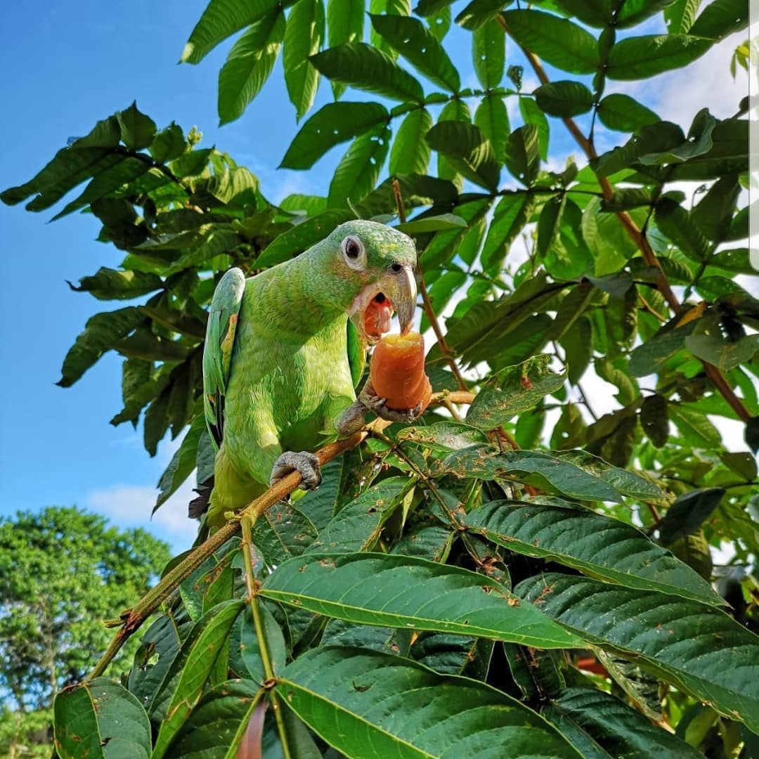 Parrot in tree, at Ampiri.